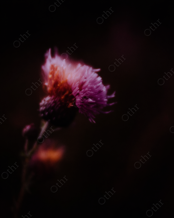 Close-Up of a Purple and Orange Flower with Motion Blur