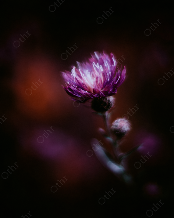 Close-Up of a Purple Flower