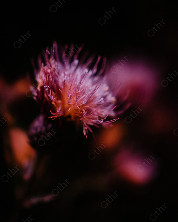 Close-Up of a Purple and Orange Flower