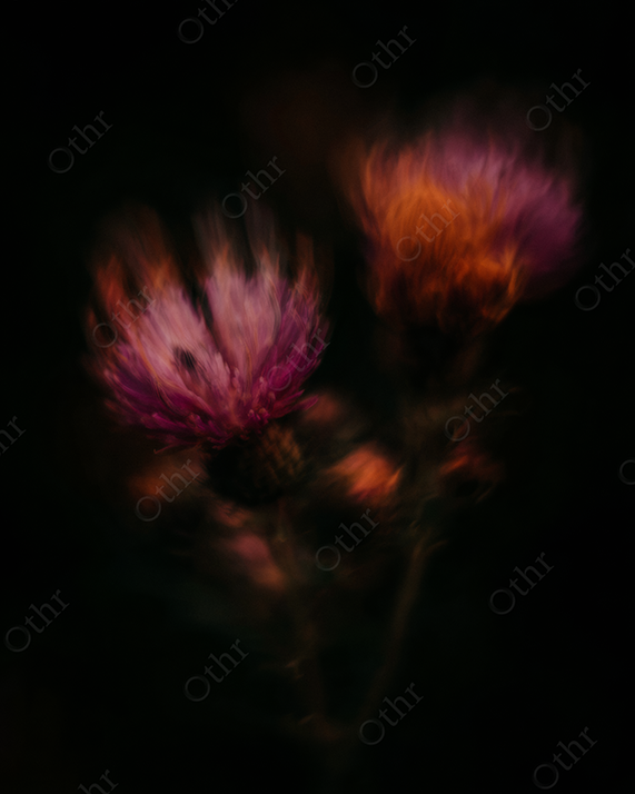 Close-Up of a Purple and Orange Flower with Motion Blur