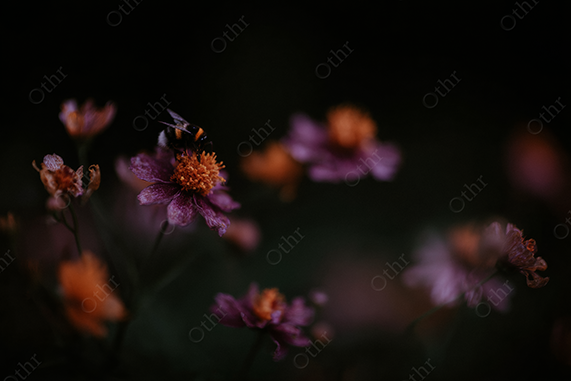 Close-Up of Honey Bee Pollinating a Purple and Orange Flower