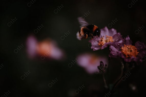 Close-Up of Honey Bee Pollinating a Purple and Orange Flower