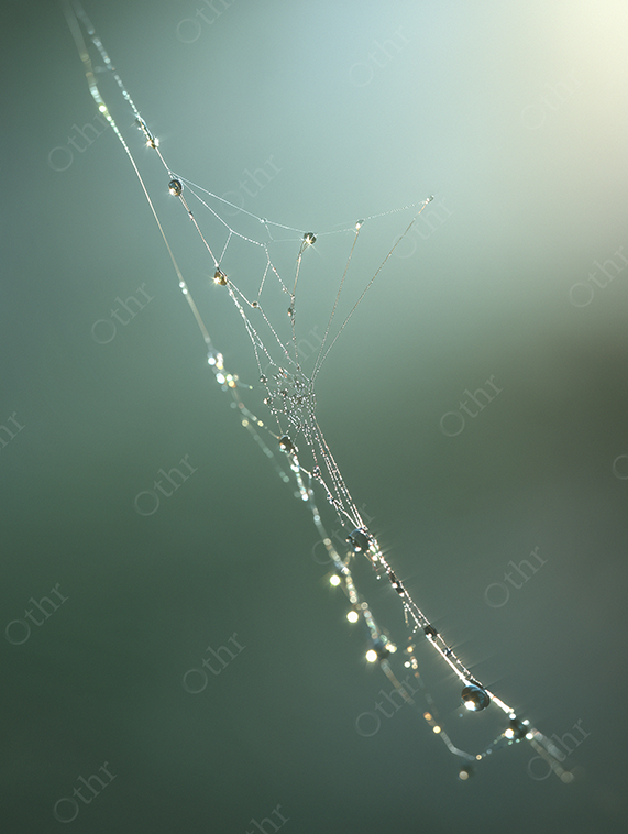 Close-Up of a Dew-Covered Spider Web