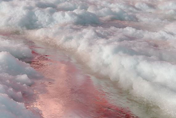 Melting Snow With Reflective Pink Stream in Soft Winter Light – Close-Up Landscape