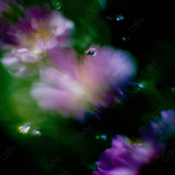 Soft-Focused, Blurred Purple Flowers with Green Glow