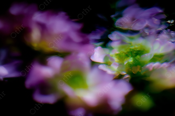 Soft-Focused, Blurred Purple Flowers with Green Glow