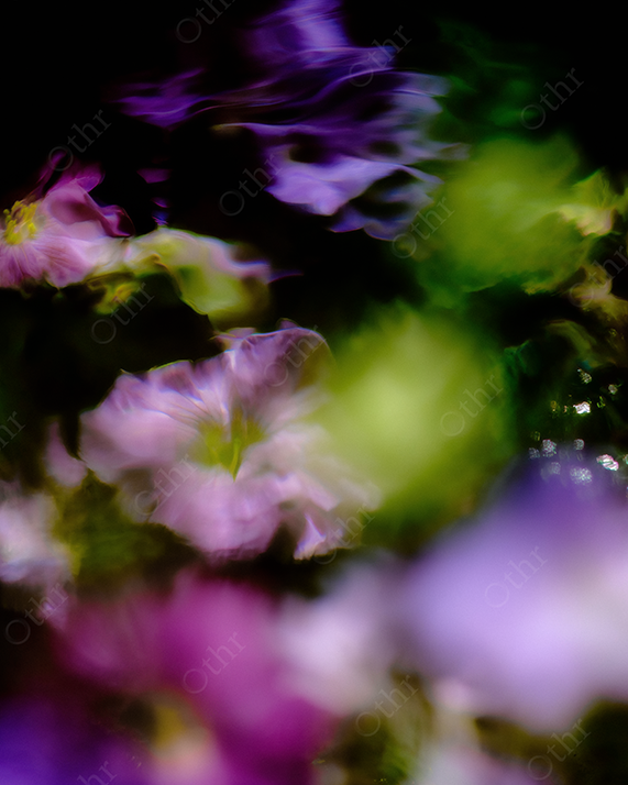 Soft-Focused, Blurred Purple Flowers with Green Glow