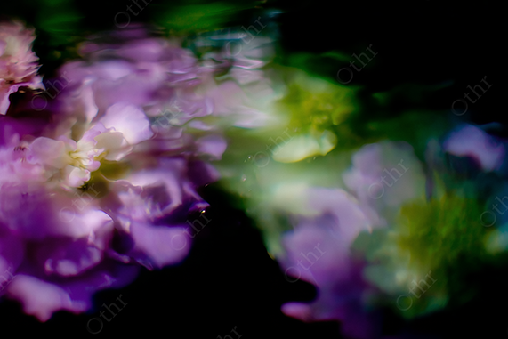 Soft-Focused, Blurred Purple Flowers with Green Glow