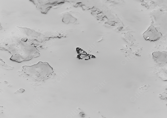 Butterfly on Silver Rippling Sand with Shallow Pools and Monochrome Texture