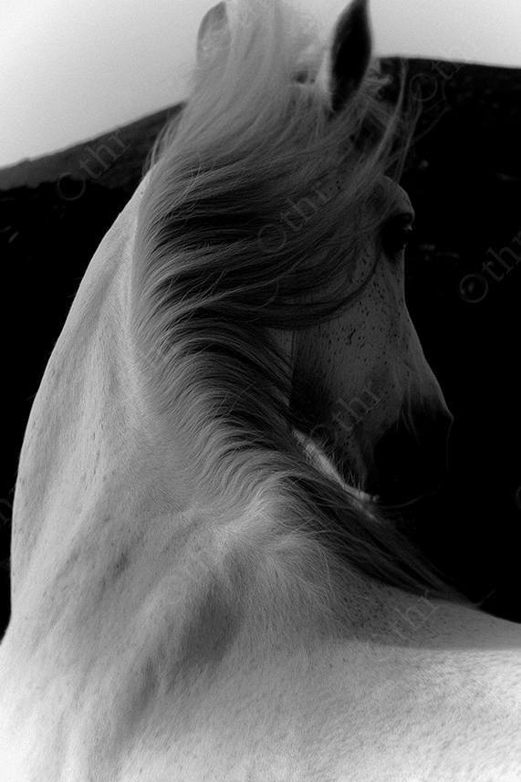Close-up of a white horse with a flowing mane in black and white.