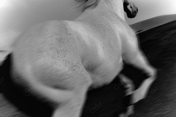 A white horse running in the hills.