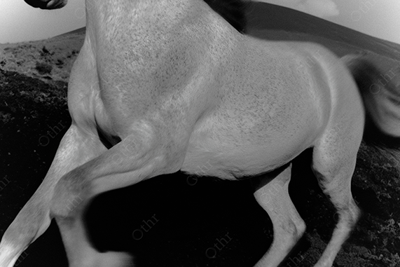 A white horse running in the hills.