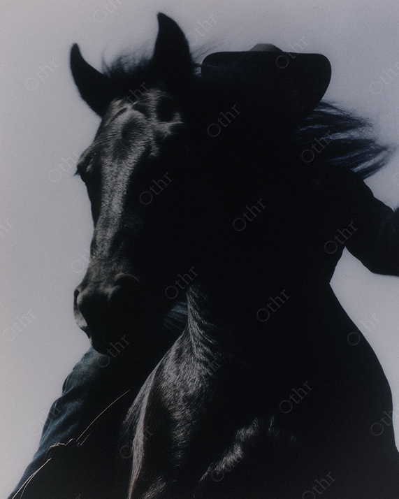 Black horse and rodeo cowboy silhouette in motion.