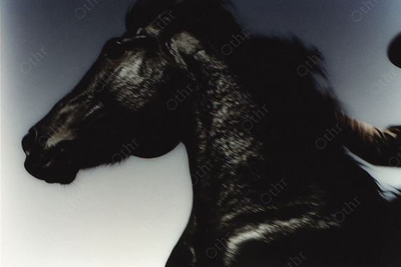 Black horse and rodeo cowboy silhouette in motion.