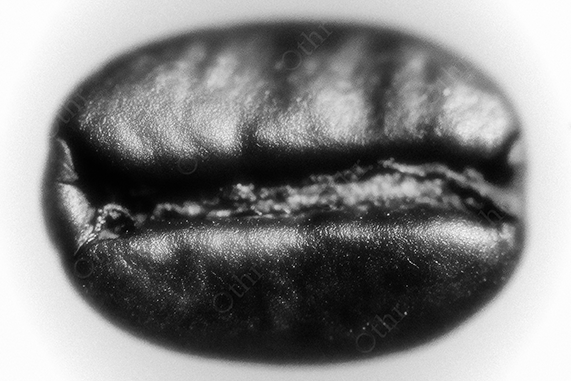 Monochrome Coffee Bean Horizontal Macro
