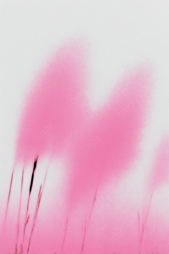 Abstract Pink Gradient Strokes Rising Upward on White Background