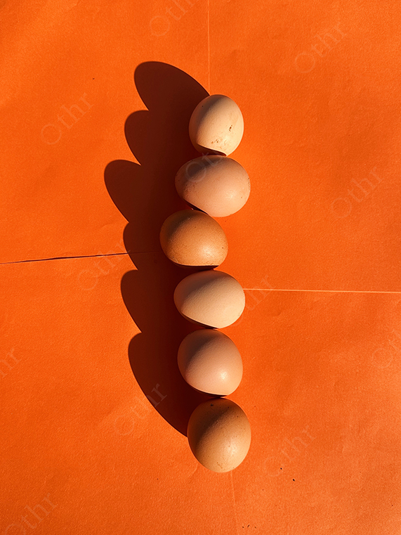 Five Brown Eggs Aligned Vertically on Orange Background