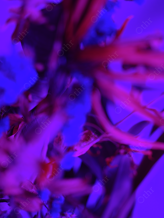 Abstract Close-Up of Flowers in Purple and Red Lighting