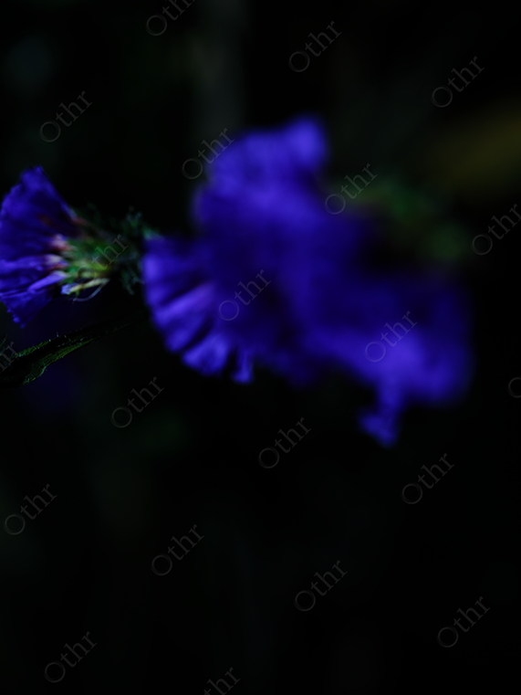 Blurred Purple Flower in Low Light