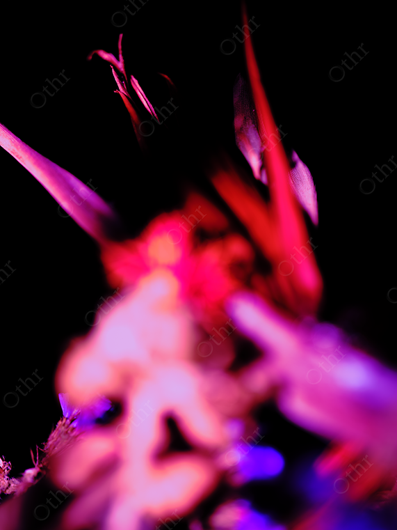 Abstract Floral Composition in Red and Magenta Light