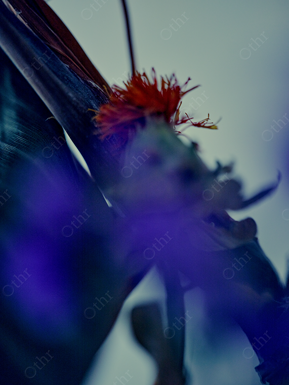 Close-Up of Red and Purple Flower With Soft Focus in Natural Light