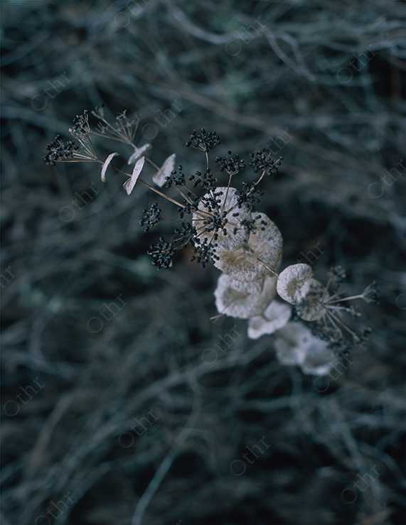 Dried Wildflower Branch With Seed Pods Against Dark Natural Background