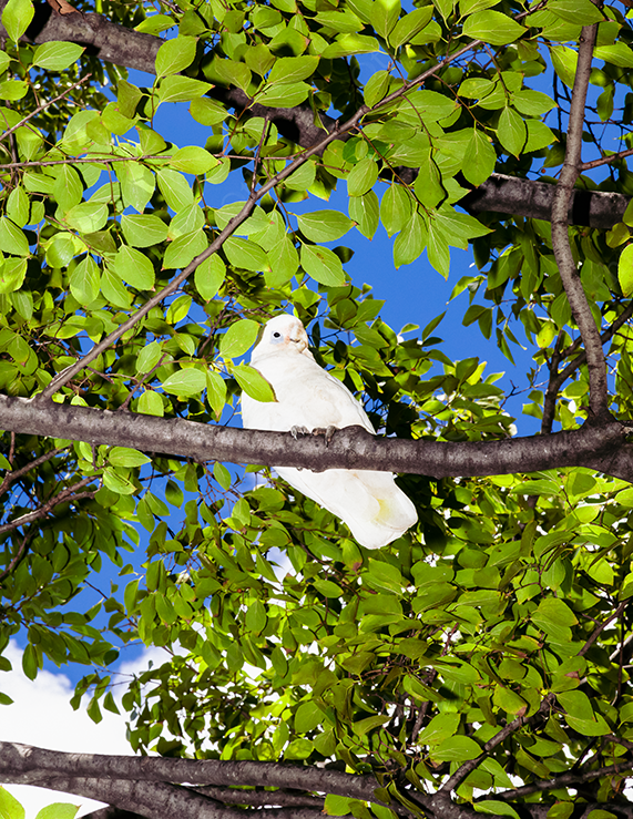 White Cockatoo Perched on a Tree Branch Against Bright Blue Sky