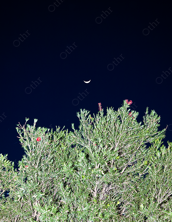 Crescent Moon Above Green Shrub Against Dark Night Sky