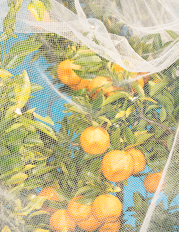 Orange Fruit Tree Covered With Protective Netting Against Blue Sky