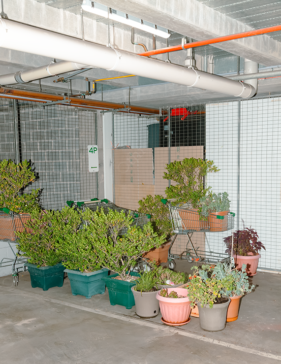 Potted Plants and Shopping Trolleys Arranged in an Underground Carpark