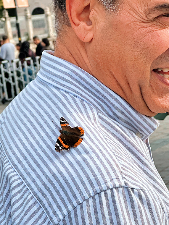 Butterfly Resting on Man's Striped Shirt Outdoors