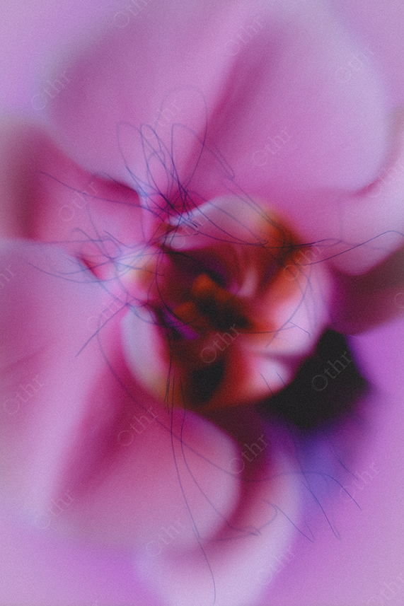 Close-Up of Pink Orchid Flower with Overlayed Scribbles