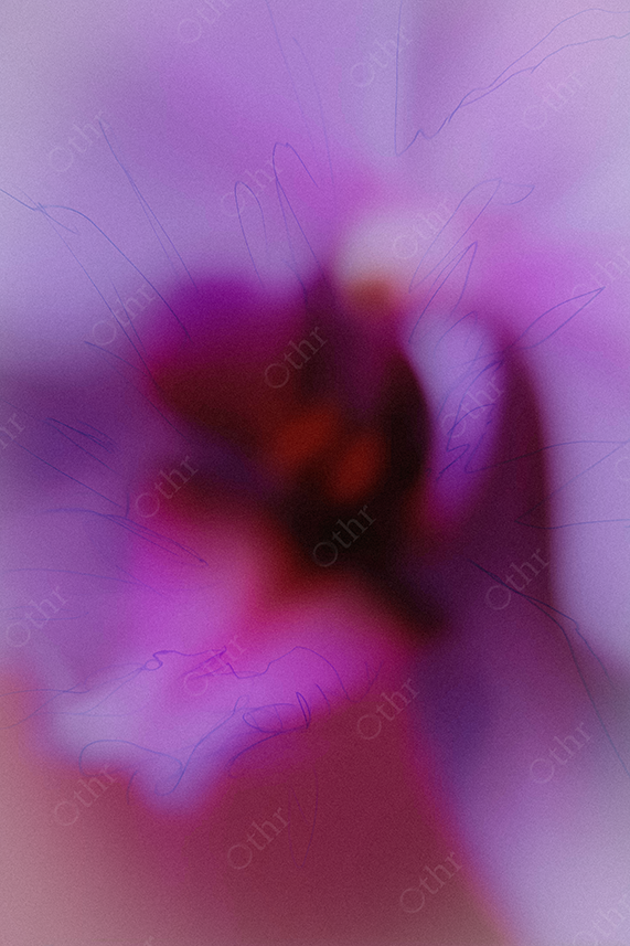 Close-Up of Pink Orchid Flower with Overlayed Scribbles
