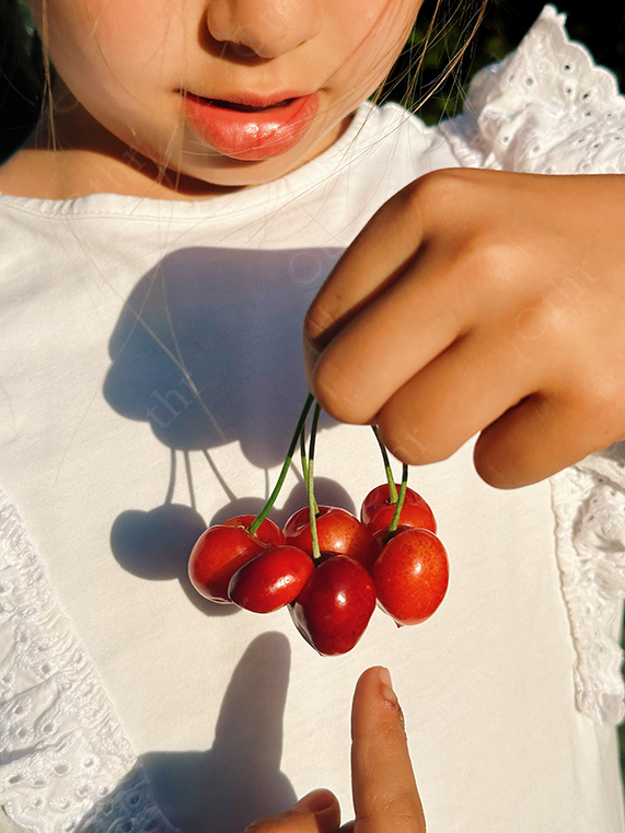 Child Holding Fresh Cherries in Warm Sunlight