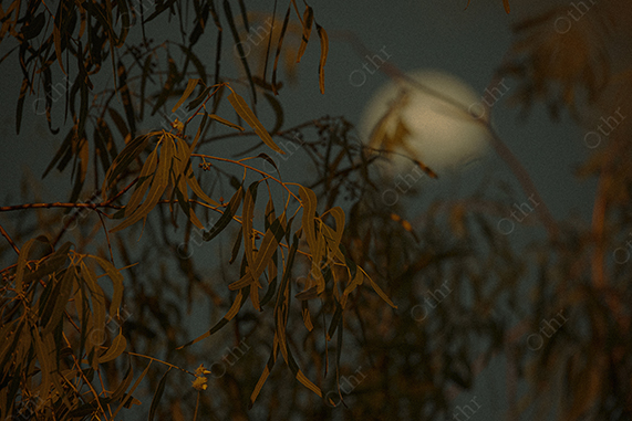 Eucalyptus Leaves at Night With Soft Moonlight in the Background