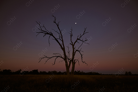 Silhouetted Tree Under a Twilight Sky With a Single Bright Star