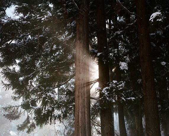 Sunlight Filtering Through Snow-Dusted Pine Trees in a Winter Forest