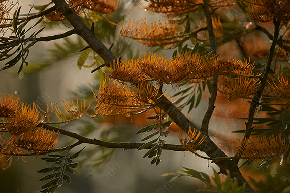 Close-Up of Orange Banksia Blossoms on Shaded Branches