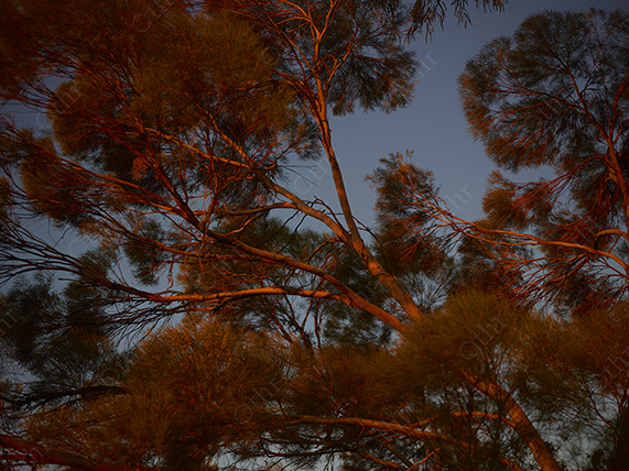Trees Illuminated by Warm Sunset Light Against a Clear Evening Sky