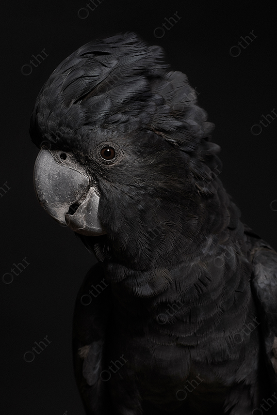 Portrait of a Black Cockatoo Against a Dark Studio Background