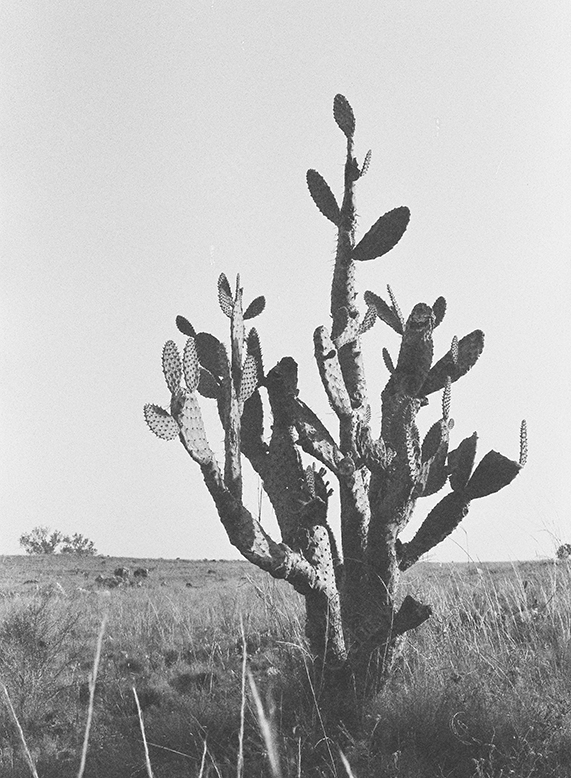Black and White Photograph of a Prickly Pear Cactus in an Open Field