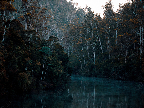 Dense Forest Reflected in Still Blue Water at Dusk