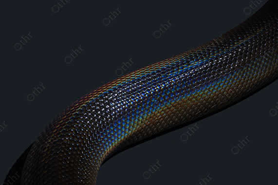 Close-Up Segment of Iridescent Snake Body Against Dark Background