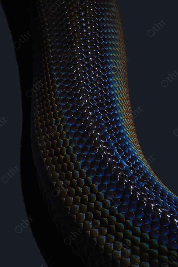 Macro View of Iridescent Snake Scales in Vertical Composition