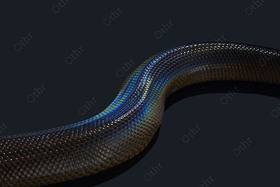 Curved Iridescent Snake Body Illuminated Against Dark Background