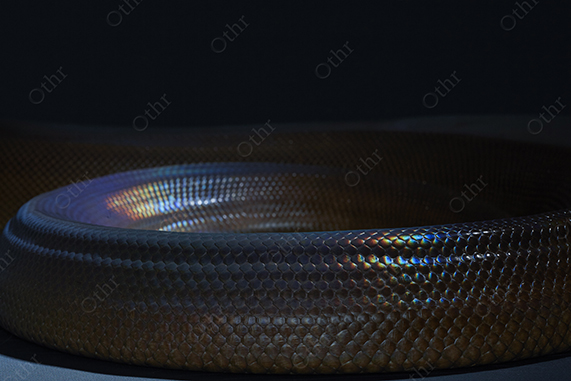 Coiled Iridescent Snake Section in Low Light