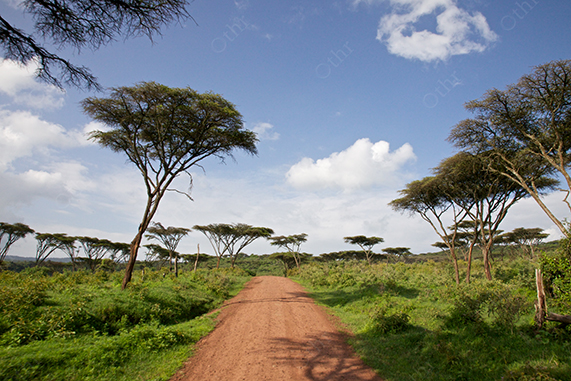 Dirt Road Passing Through Open Savanna With Scattered Acacia Trees