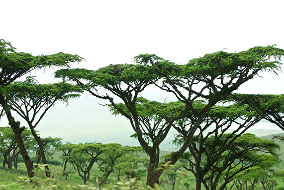 Dense Acacia Canopy on Bright Overcast Day in African Landscape