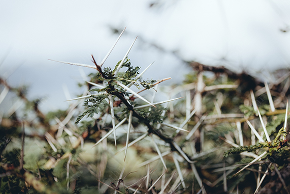 Close-Up of Thorny Acacia Branch in Soft Natural Light