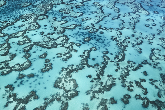 Aerial View of Coral Formations in Shallow Turquoise Water